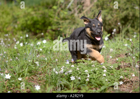 Chiot berger allemand exécuté en forêt Banque D'Images