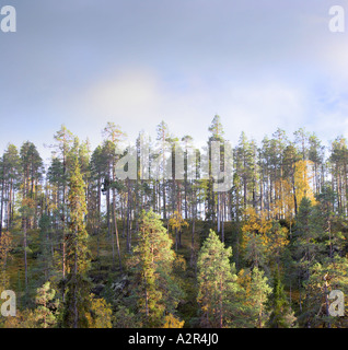 Vue sur la forêt dans le Parc National d'Oulanka, Kuusamo, Finlande Banque D'Images