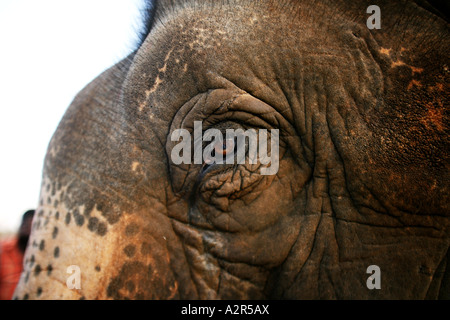 Close up d'un œil de l'éléphant indien. Banque D'Images