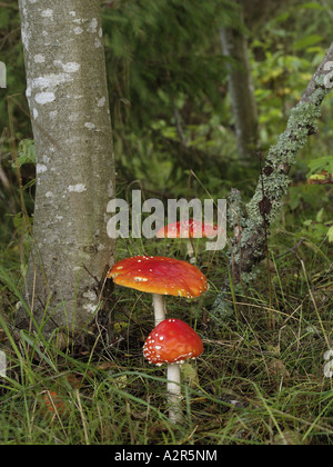 Groupe d'agarics fly-rouge Banque D'Images