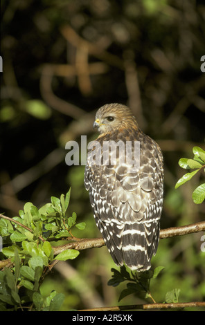 Redshouldered Hawk Buteo lineatus Florida Banque D'Images