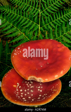 Red Fly Agaric toadstool Amanita muscaria Danemark Banque D'Images