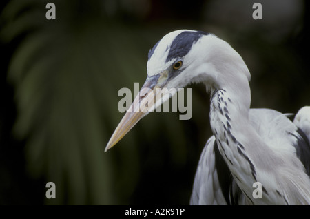Héron cendré Ardea cinerea Close up montrant head Banque D'Images
