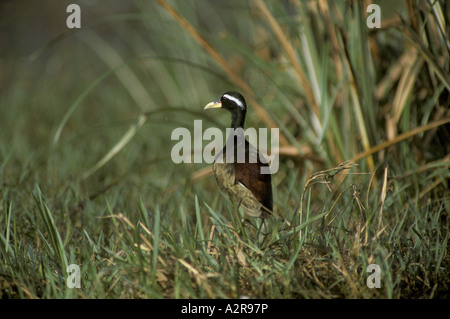 Winged Jacana Metopidius indicus Bronze Banque D'Images