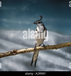 Magpie à gorge blanche jay Cyanocorax captif perché formosa Banque D'Images