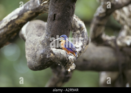 Azure Kingfisher Alcedo azurea Australie Kakadu Banque D'Images