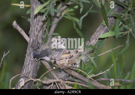 Calypte costae colibri Costa s jeunes dans le nid Banque D'Images