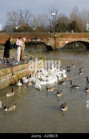 Les gens se nourrir les cygnes et les oies sur la rivière Avon Stratford upon Avon UK Banque D'Images