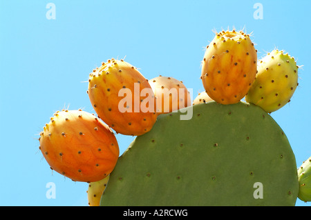 Figue de barbarie Banque D'Images