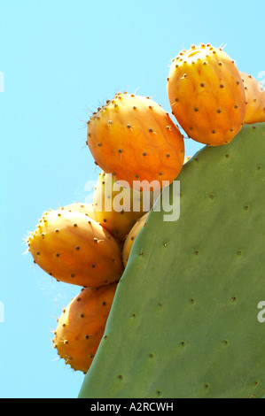 Figue de barbarie Banque D'Images