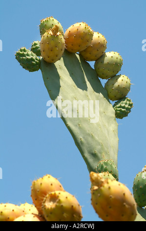 Figue de barbarie Banque D'Images