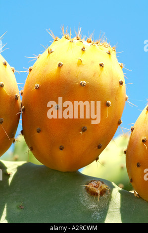 Figue de barbarie Banque D'Images