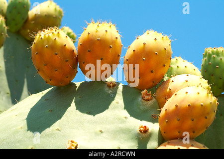 Figue de barbarie Banque D'Images