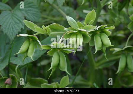 L'hellébore fétide helleborus foetidus Banque D'Images