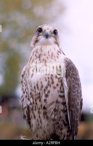 Faucon sacre (Falco cherrug), d'oiseaux d'Europe orientale et d'Asie - oiseaux en captivité, les oiseaux adultes en captivité utilisés pour la Fauconnerie Banque D'Images