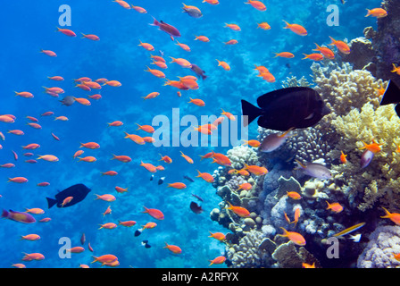 Riff un récif de la mer bleu profond RAS MOHAMED Sharm el-Sheikh Égypte sinai poisson ANTHIAS SCALEFIN Banque D'Images