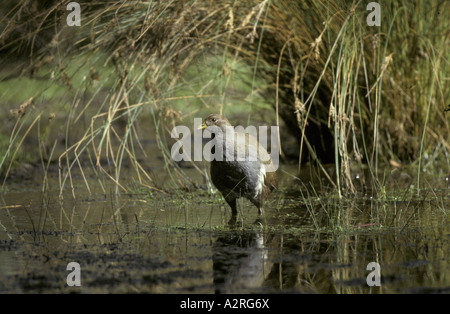 Originaire de Tasmanie Hen Gallinula mortierii Australie Tasmanie immatures Banque D'Images