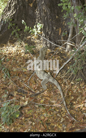 Surveiller l'Afrique savane Varanus exanthematicus Banque D'Images