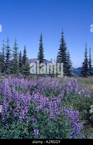 Olympic National Park, Washington State, USA - Alpine le lupin (Lupinus) dans le pré en fleurs à l'Ouragan Ridge Banque D'Images