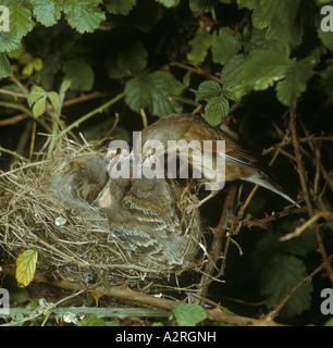 Linnet Carduelis cannabina femme au nid nourrir les jeunes pris sur un début de film Kodachrome 1940 s prises par Eric Hosking OBE Banque D'Images