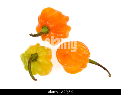 Piments HABANEROS très chaud épicé piment rouge jaune vert orange rouge 3 trois Banque D'Images