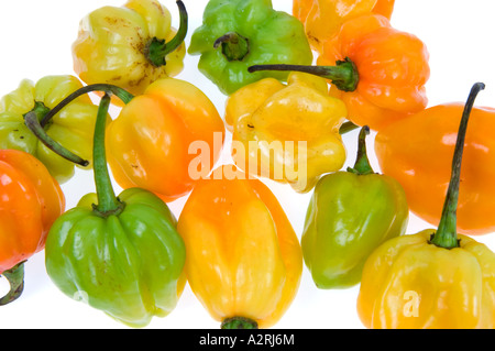 Piments HABANEROS très chaud épicé piment rouge jaune vert orange rouge Banque D'Images