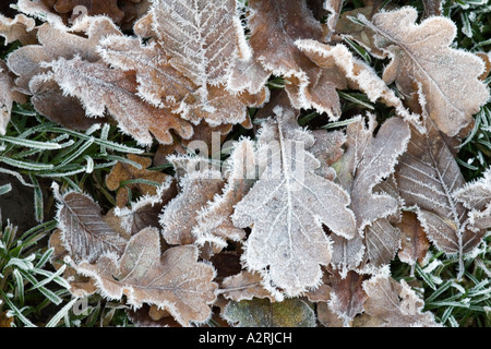 Tombée feuilles de chêne couvert de givre Banque D'Images