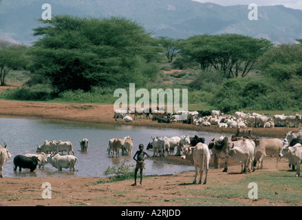 Paysage avec troupeau de bétail garçon l'eau potable à partir du lac ou rivière sambouru kenya Banque D'Images