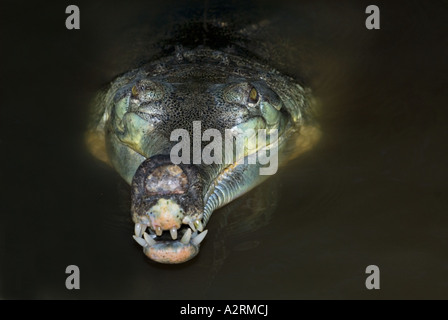 Gavial gavial crocodile croc dans la nuit de l'eau berges nightshot close up closeup Gavialis gangeticus Banque D'Images