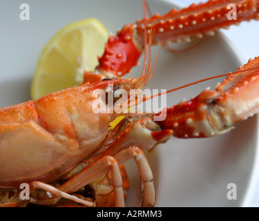 Langoustines écossais frais (grandes crevettes) servi de citrons Banque D'Images