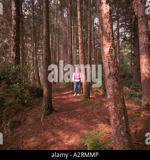 Randonneur marche sur chemin forestier à travers Sapins de Douglas (Pseudotsuga menziesii) poussant sur l'île Texada British Columbia Canada Banque D'Images