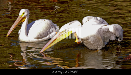 Great White Pelican, Pelacanus onocrotalus Banque D'Images