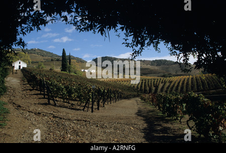 Vignobles de la vallée de Douro Portugal Pinhao Banque D'Images