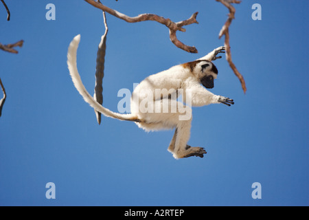 Verreauxs Sifaka Propithecus verreauxi Madagascar Banque D'Images