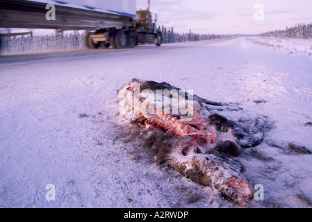 Road Kill, Roadkill - Carcasse de Caribou des bois (Rangifer tarandus) tués sur une route d'hiver, BC, British Columbia, Canada Banque D'Images