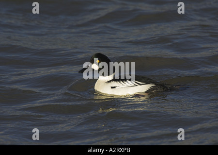 Bucephala clangula garrot mâle dans l'estuaire de marée Norfolk UK Janvier Banque D'Images