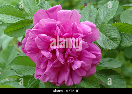 Rose Bourbon 'Variegata di Bologna' Banque D'Images