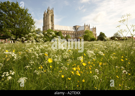 Beverley Minster et prairie remplie de fleurs sauvages, East Yorkshire, UK Banque D'Images