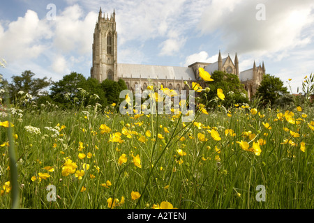 Beverley Minster et prairie remplie de fleurs sauvages, East Yorkshire, UK Banque D'Images