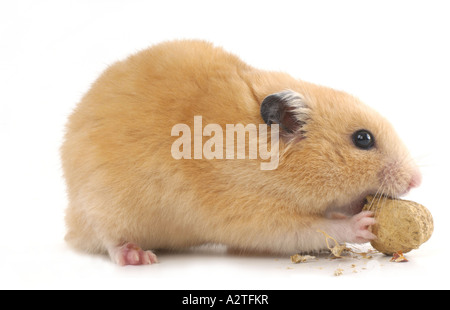 Hamster doré (Mesocricetus auratus), grignotage avec de l'huile d'arachide Banque D'Images