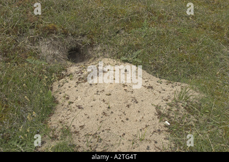 Lapin de garenne (Oryctolagus cuniculus), entrée à la subsurface den Banque D'Images