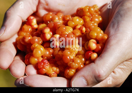 Baked-apple berry, plaquebière (Rubus chamaemorus), des mains avec des fruits mûrs, suédois hjortron, plante est affiché sur l'Finnsih Banque D'Images