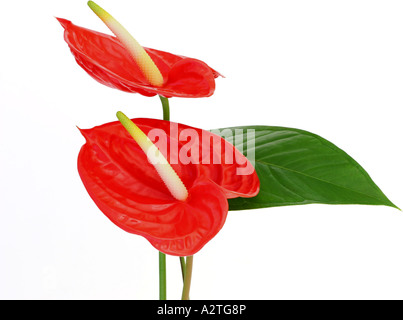 Grande plante (Anthurium andreanum flamingo-Hybride), avec fleurs de couleur rouge ; Banque D'Images