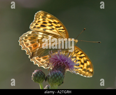 Silver-lavé fritillary (Argynnis paphia), le chardon, Cirsium arvense, Allemagne, Hesse Banque D'Images