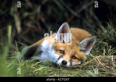 Le renard roux (Vulpes vulpes), le renard roux jeune allongé dans l'herbe, Allemagne Banque D'Images