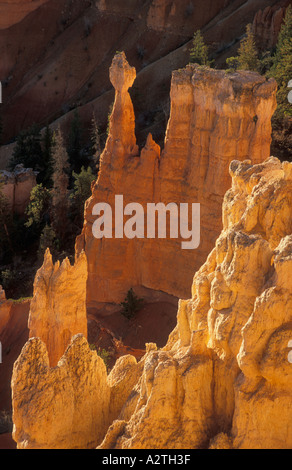 Grès rétroéclairé s Hoodoo et sapins de Douglas de l'Amphithéâtre de Bryce Canyon Utah USA United States of America Banque D'Images