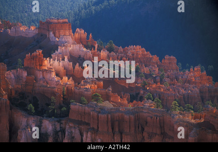 Grès rétroéclairé s Hoodoo et sapins de Douglas au lever du soleil dans l'Amphithéâtre de Bryce Canyon Utah USA United States of America Banque D'Images