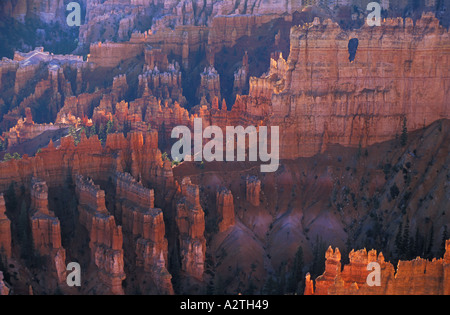 Grès rétroéclairé s Hoodoo et sapins de Douglas au lever du soleil dans l'Amphithéâtre de Bryce Canyon Utah USA United States of America Banque D'Images