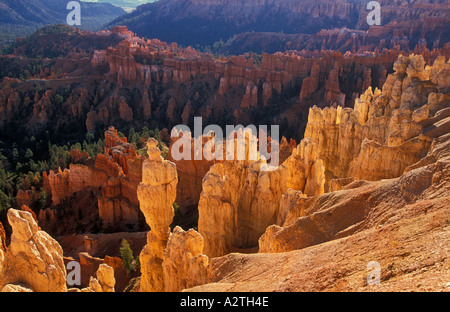 Cheminées de grès rétroéclairé et sapins de Douglas de l'Amphithéâtre de Bryce Canyon Utah USA United States of America Banque D'Images