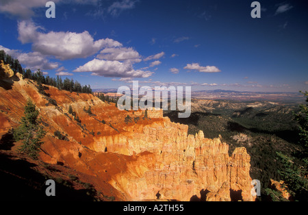 Grès rétroéclairé s Hoodoo et sapins de Douglas de l'Amphithéâtre de Bryce Canyon Utah USA United States of America Banque D'Images